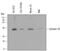 Syntaxin 1B antibody, MAB6848, R&D Systems, Western Blot image 