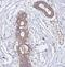 POTE Ankyrin Domain Family Member F antibody, NBP2-54706, Novus Biologicals, Immunohistochemistry frozen image 