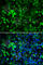 Potassium Voltage-Gated Channel Subfamily A Member 2 antibody, A6295, ABclonal Technology, Immunofluorescence image 