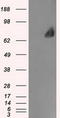 Leukotriene A4 Hydrolase antibody, CF500636, Origene, Western Blot image 