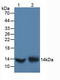 D-Dopachrome Tautomerase antibody, LS-C293644, Lifespan Biosciences, Western Blot image 
