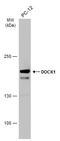 Dedicator of cytokinesis protein 1 antibody, GTX100243, GeneTex, Western Blot image 