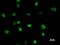DNA-binding protein SATB2 antibody, LS-C342331, Lifespan Biosciences, Immunofluorescence image 