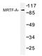 Myocardin Related Transcription Factor A antibody, AP20453PU-N, Origene, Western Blot image 