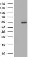 Protein ZNF365 antibody, TA800111, Origene, Western Blot image 