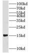 Profilin I antibody, FNab06797, FineTest, Western Blot image 