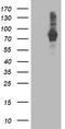 Phosphodiesterase 4B antibody, TA503439S, Origene, Western Blot image 