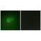 Lecithin retinol acyltransferase antibody, A03362, Boster Biological Technology, Immunohistochemistry frozen image 
