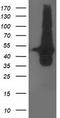 Docking Protein 2 antibody, CF503337, Origene, Western Blot image 