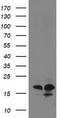Destrin antibody, TA502641, Origene, Western Blot image 