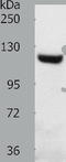Solute Carrier Family 24 Member 1 antibody, TA322710, Origene, Western Blot image 