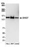 DEAH-Box Helicase 37 antibody, A300-856A, Bethyl Labs, Western Blot image 