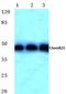 CMKLR1 antibody, AP06779PU-N, Origene, Western Blot image 