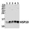 CPN10 antibody, PA5-75170, Invitrogen Antibodies, Western Blot image 