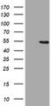 HMG-Box Containing 4 antibody, TA801862BM, Origene, Western Blot image 