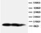 C-X-C Motif Chemokine Ligand 13 antibody, ab112521, Abcam, Western Blot image 