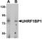 UHRF1 Binding Protein 1 antibody, A12200, Boster Biological Technology, Western Blot image 