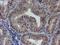 Leucine Rich Repeat Containing 25 antibody, NBP2-03747, Novus Biologicals, Immunohistochemistry frozen image 