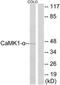 Calcium/Calmodulin Dependent Protein Kinase I antibody, TA312111, Origene, Western Blot image 