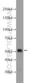 G-Patch Domain Containing 4 antibody, 24399-1-AP, Proteintech Group, Western Blot image 