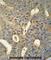 MICAL Like 1 antibody, abx025743, Abbexa, Western Blot image 