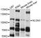 Neuroligin 3 antibody, abx126255, Abbexa, Western Blot image 