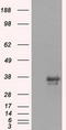 Serine/threonine-protein kinase Nek6 antibody, LS-C784351, Lifespan Biosciences, Western Blot image 