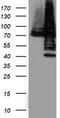 PDIA4 antibody, TA503886S, Origene, Western Blot image 