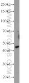 Nucleolar Protein 4 Like antibody, 23746-1-AP, Proteintech Group, Western Blot image 