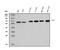 STE20/SPS1-related proline-alanine-rich protein kinase antibody, A02516-3, Boster Biological Technology, Western Blot image 