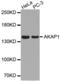 A-Kinase Anchoring Protein 1 antibody, abx004559, Abbexa, Western Blot image 