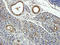 Gap Junction Protein Alpha 5 antibody, orb378074, Biorbyt, Immunohistochemistry paraffin image 