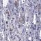 Myosin XVA antibody, NBP2-69069, Novus Biologicals, Immunohistochemistry frozen image 