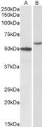 CD47 Molecule antibody, TA329098, Origene, Western Blot image 