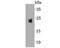 Epididymal secretory glutathione peroxidase antibody, NBP2-75512, Novus Biologicals, Western Blot image 