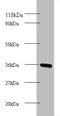Cytochrome C1 antibody, A53893-100, Epigentek, Western Blot image 