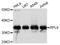 Ribosomal Protein L6 antibody, A5881, ABclonal Technology, Western Blot image 