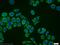 NADH-cytochrome b5 reductase 1 antibody, 11807-1-AP, Proteintech Group, Immunofluorescence image 