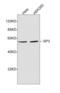 Sp3 Transcription Factor antibody, LS-C203220, Lifespan Biosciences, Western Blot image 