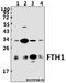 Ferritin Heavy Chain 1 antibody, A02401-1, Boster Biological Technology, Western Blot image 