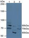 Fidgetin, Microtubule Severing Factor antibody, LS-C728168, Lifespan Biosciences, Western Blot image 