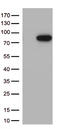 Mannan Binding Lectin Serine Peptidase 2 antibody, CF812533, Origene, Western Blot image 
