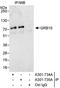 Growth factor receptor-bound protein 10 antibody, A301-735A, Bethyl Labs, Immunoprecipitation image 