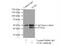 NCK Adaptor Protein 1 antibody, 15247-1-AP, Proteintech Group, Immunoprecipitation image 