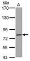 Protocadherin gamma-B4 antibody, GTX117173, GeneTex, Western Blot image 