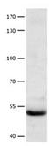 Cyclin A1 antibody, orb107377, Biorbyt, Western Blot image 