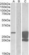 GM2 Ganglioside Activator antibody, NBP1-72046, Novus Biologicals, Western Blot image 