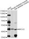Mitochondrial Calcium Uptake 2 antibody, abx126156, Abbexa, Western Blot image 