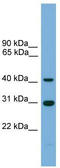 Circadian Associated Repressor Of Transcription antibody, TA340354, Origene, Western Blot image 