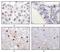 Histone acetyltransferase KAT5 antibody, NB110-87055, Novus Biologicals, Immunohistochemistry frozen image 